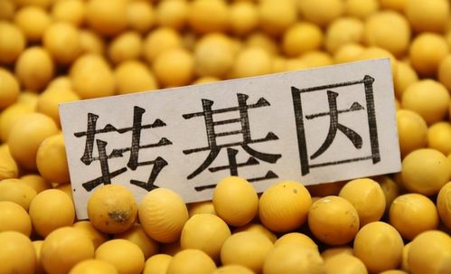 A股仅有这8家企业，才是真正的转基因龙头股名单（饲料篇）